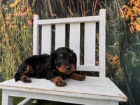 Greta, a female Miniature Dachshund for sale in Russellville, AR – 4 of 4