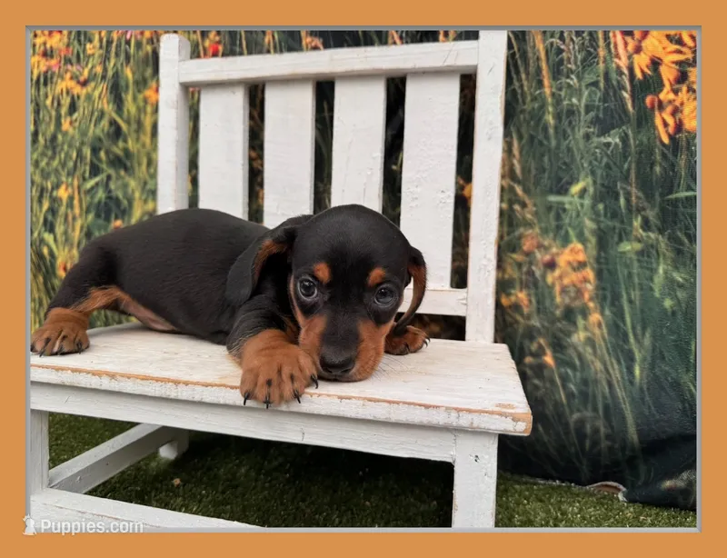 Tiny Fritz – Miniature Dachshund puppy for sale in Harrisonville, MO