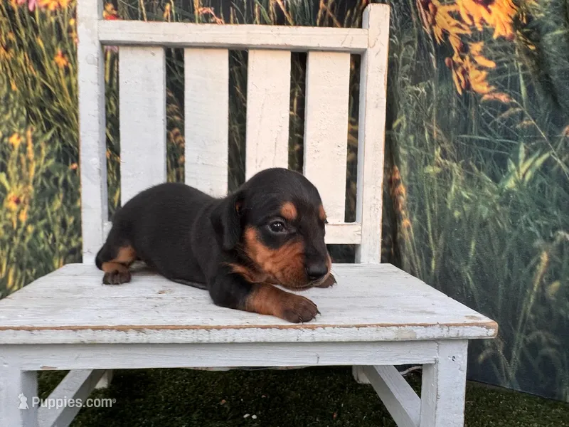 Molly – Miniature Dachshund puppy for sale in Russellville, AR