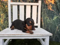 Molly, a female Miniature Dachshund for sale in Russellville, AR – 1 of 4