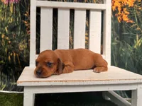 Bella, a female Miniature Dachshund for sale in Russellville, AR – 1 of 3