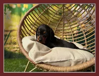 Tiny Hans, a male Dachshund and Miniature Dachshund for sale in Bella Vista, AR – Photo 1 of 4