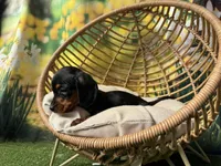 Tiny Hans, a male Dachshund and Miniature Dachshund for sale in Bella Vista, AR – Photo 2 of 4