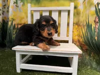 Winston, a male Miniature Dachshund for sale in Kansas City, KS – 3 of 5