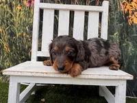 Alphie, a male Miniature Dachshund for sale in Russellville, AR – 7 of 7