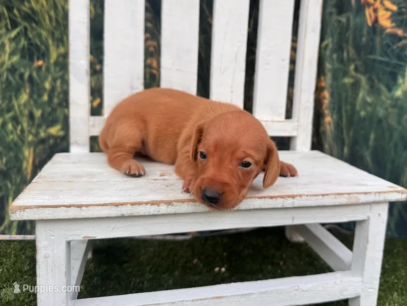 Dolly – Miniature Dachshund puppy for sale in Russellville, AR