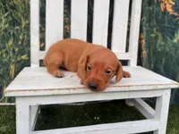 Dolly, a female Miniature Dachshund for sale in Russellville, AR – 1 of 2