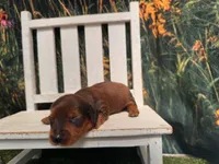 Boz, a male Miniature Dachshund for sale in Russellville, AR – 4 of 4