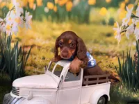 Can del. to KC June or Springfield Mo on 5, a male Miniature Dachshund for sale in Kansas City, KS – 3 of 3