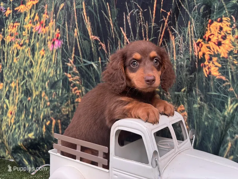  Rocky – Miniature Dachshund puppy for sale in Russellville, AR