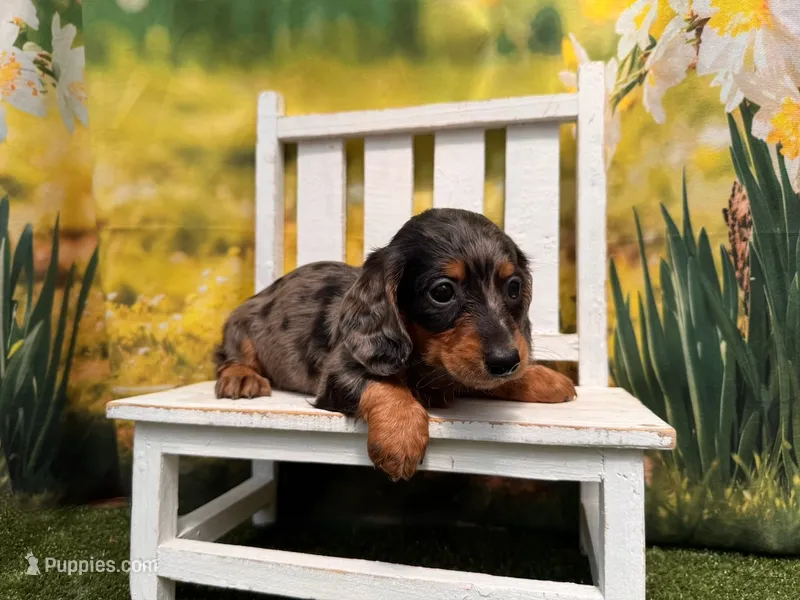 Dillon – Dachshund, Miniature Dachshund puppy for sale in Kansas City, MO