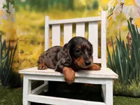 Dillon, a male Dachshund and Miniature Dachshund for sale in St. Louis, MO – 1 of 3