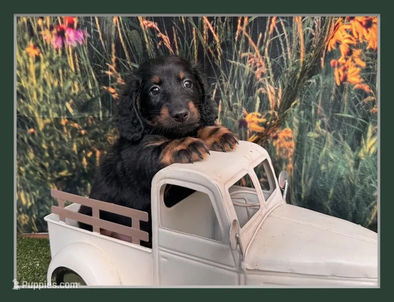 Hank – Miniature Dachshund puppy for sale in Russellville, AR