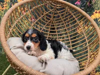 Molly, a female Miniature Dachshund for sale in Bella Vista, AR – 4 of 4