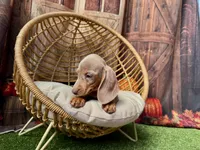 Isabella, a female Miniature Dachshund for sale in Russellville, AR – 5 of 7