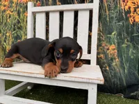 Tiny Fritz, a male Miniature Dachshund for sale in Harrisonville, MO – 3 of 4