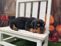 Hans, a male Miniature Dachshund for sale in Russellville, AR – 3 of 3