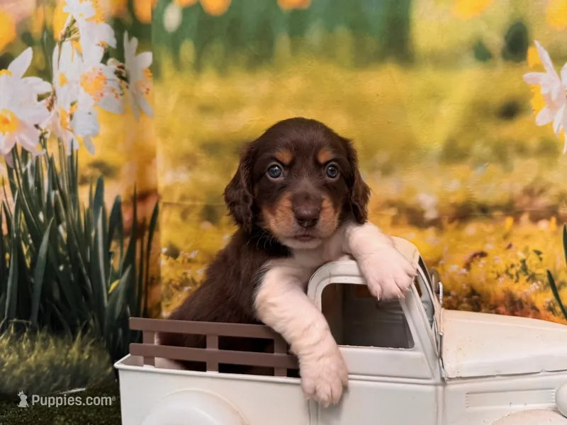 Hank – Miniature Dachshund puppy for sale in Kansas City, MO