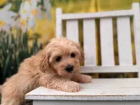 Maggie, a female Maltipoo for sale in Bella Vista, AR – 3 of 3