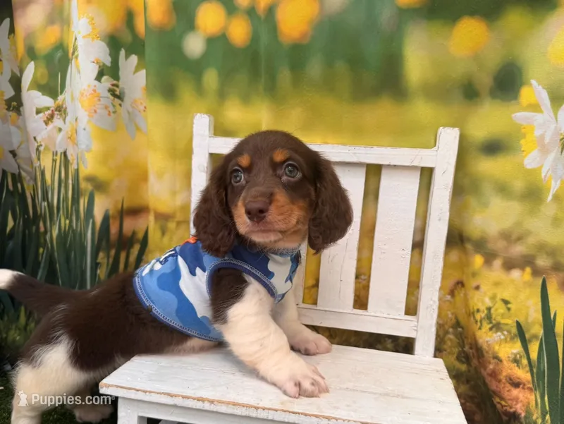 Can del. to KC or Springfield, Mo June 5 Hank, a male Miniature Dachshund for sale in Kansas City, KS – 1 of 3