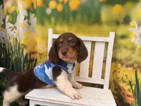 Can del. to KC or Springfield, Mo June 5 Hank, a male Miniature Dachshund for sale in Kansas City, KS – 1 of 3