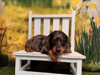 Dillon, a male Dachshund and Miniature Dachshund for sale in St. Louis, MO – 2 of 3