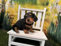 STELLA, a female Miniature Dachshund for sale in Kansas City, KS – 2 of 2