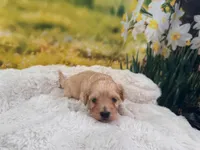 Petey, a male Maltipoo for sale in Bella Vista, AR – Photo 2 of 2