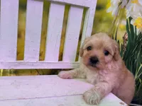 Petey, a male Maltipoo for sale in Russellville, AR – Photo 3 of 6