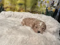 Charlie, a male Maltipoo for sale in Memphis, TN – Photo 3 of 4