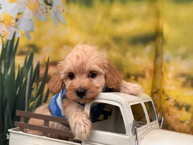 Petey – Maltipoo puppy for sale in Kansas City, MO