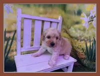 Petey, a male Maltipoo for sale in Russellville, AR – Photo 2 of 6