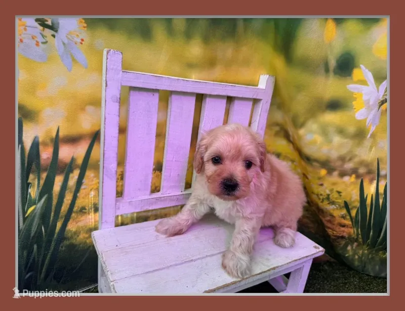 Petey – Maltipoo puppy for sale in Russellville, AR