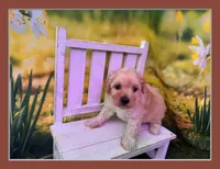 Petey, a male Maltipoo for sale in Russellville, AR – Photo 1 of 6