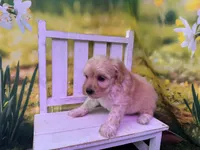 Petey, a male Maltipoo for sale in Russellville, AR – Photo 6 of 6