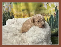 Charlie, a male Maltipoo for sale in Memphis, TN – Photo 1 of 4