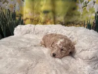 Charlie, a male Maltipoo for sale in Memphis, TN – Photo 2 of 4