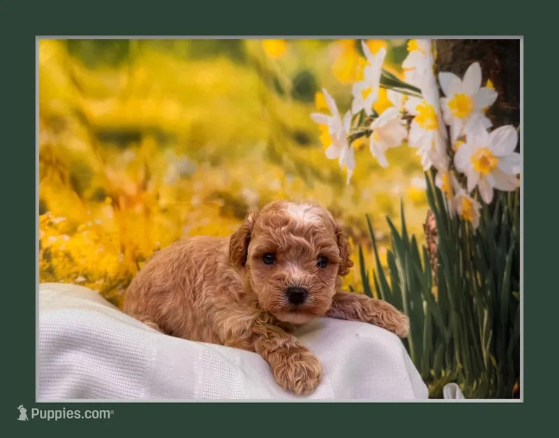 Charlie – Maltipoo puppy for sale in Bella Vista, AR