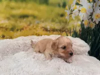 Petey, a male Maltipoo for sale in Bella Vista, AR – Photo 1 of 2