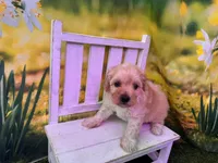 Petey, a male Maltipoo for sale in Russellville, AR – Photo 4 of 6