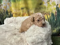 Charlie, a male Maltipoo for sale in Memphis, TN – Photo 4 of 4