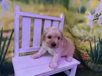 Petey, a male Maltipoo for sale in Russellville, AR – Photo 5 of 6