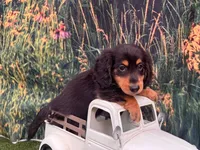Milo, a male Miniature Dachshund for sale in Bella Vista, AR – 4 of 4