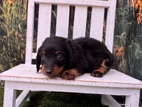 Benji, a male Miniature Dachshund for sale in Russellville, AR – 4 of 4