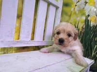 Belle, a female Maltipoo for sale in Kansas City, MO – Photo 4 of 5