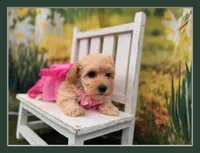 Belle, a female Maltipoo for sale in Little Rock, AR – 1 of 6