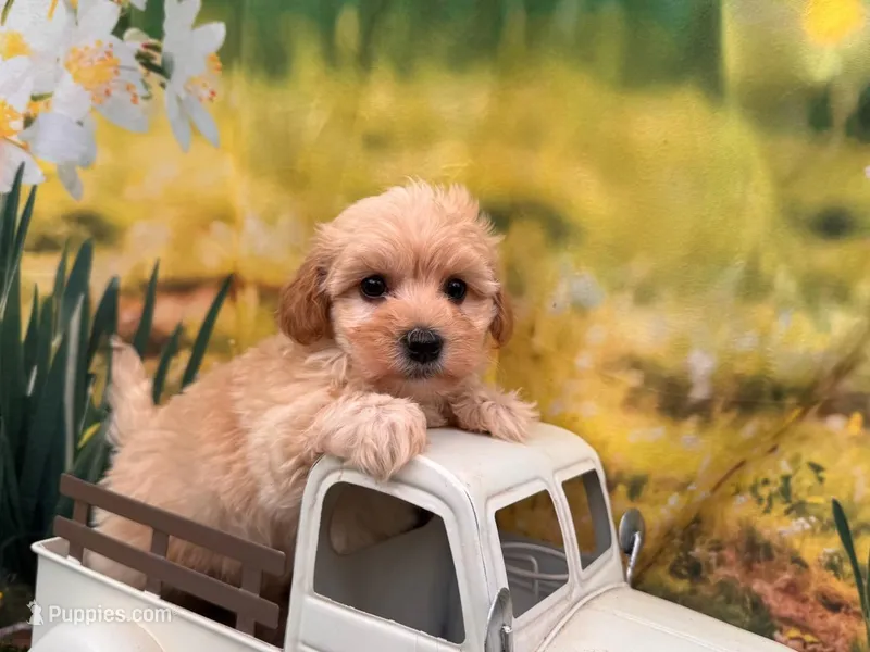 Can del. to KC or Springfield Mo June 5 Belle – Maltipoo puppy for sale in St. Louis, MO