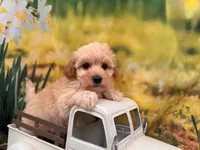 Belle, a female Maltipoo for sale in Little Rock, AR – 3 of 6