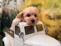 Belle, a female Maltipoo for sale in Little Rock, AR – 2 of 6