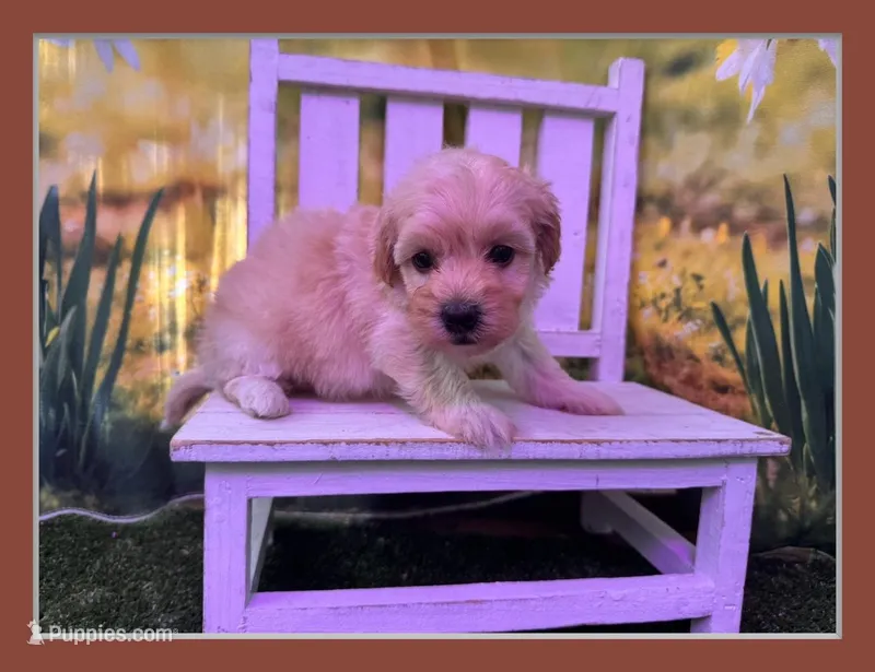 Belle – Maltipoo puppy for sale in Kansas City, MO